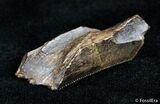 Partial Serrated Tyrannosaurid Tooth - T-Rex #3000-2